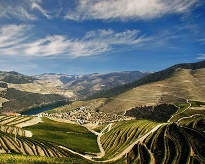 Douro: pedidos sobre plantação de vinhas passam a ser submetidos online