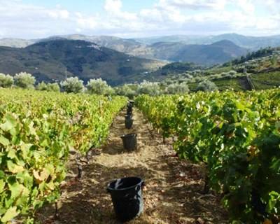 Douro: relatório de danos nas vinhas enviado para o Governo