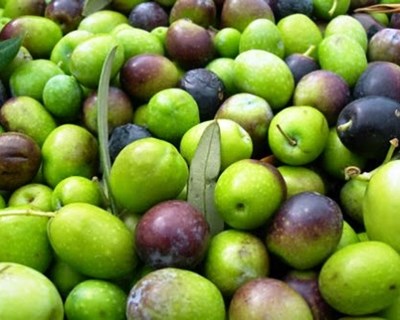 Douro Superior com quebras de 50% na produção de azeitona “Negrinha de Freixo”