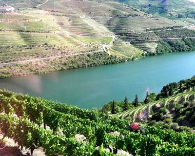 Douro Superior: grupo empresarial investe cinco milhões na área vinícola