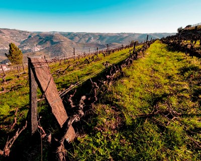 Douro tenderá a deslocar vinhas para zonas altas devido às alterações climáticas