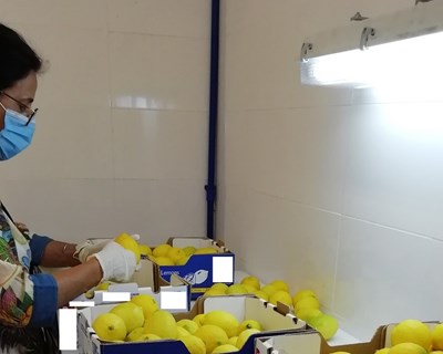DRAPLVT realiza visita de acompanhamento às inspeções de frutos de citrinos importados