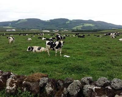Eleita a melhor vaca leiteira dos Açores