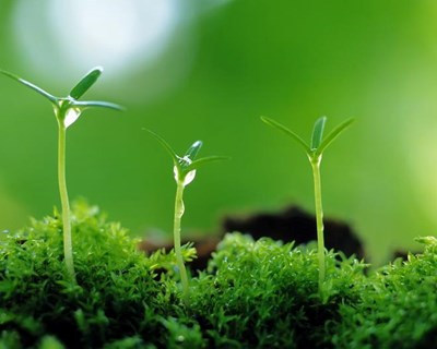 Em outubro discute-se em Santarém a “Proteção de Plantas”