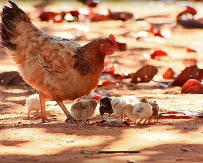 Embalagens de vacinas para galinhas com defeito de qualidade, alerta a DGAV