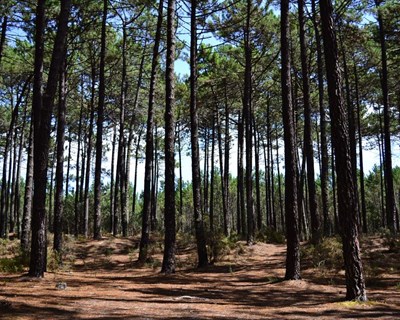 Empresa pública de gestão florestal concluída «até ao final de julho»
