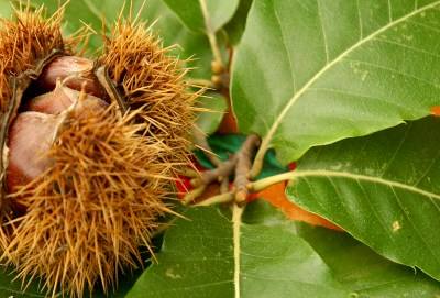 Encontro Europeu da Castanha chega a Vila Pouca de Aguiar em setembro de 2015