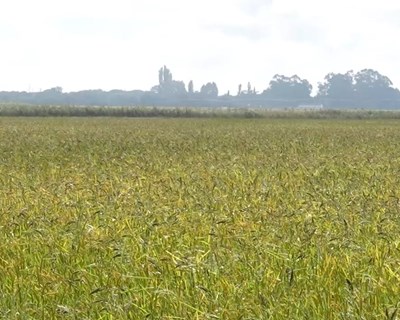 Ensaio de rega gota-a-gota na cultura do arroz revela poupança de 48% de água, 4 meses após a sementeira