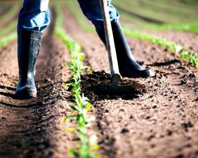 Entra em vigor o programa Jovem Agricultor