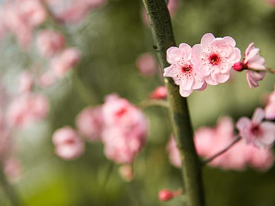 Enxertias de Prunóideas