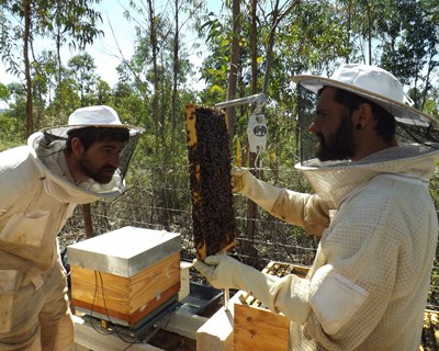Equipa da Universidade de Coimbra integra grupo europeu para estudar os fatores de stress em abelhas melíferas