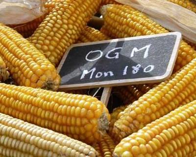 Escócia proíbe cultivo de OGM