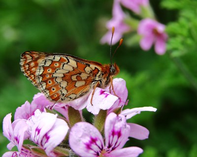 Escola Agrária de Coimbra quer criar reserva de borboletas autóctones