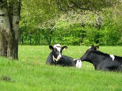 Espanha: ministra anuncia 300 euros de ajudas por vaca leiteira