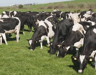 Espanha: obrigatório comunicar preços de compra e venda no setor do leite