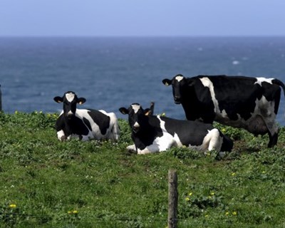 Especialista defende valorização da carne de vaca da única raça autóctone dos Açores
