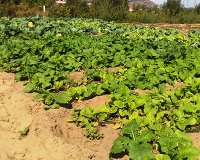 Estatuto da pequena agricultura familiar em consulta pública