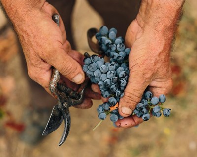 Estimativa de diminuição de 9% na produção de vinho na campanha 2022/23 face a 2021/22