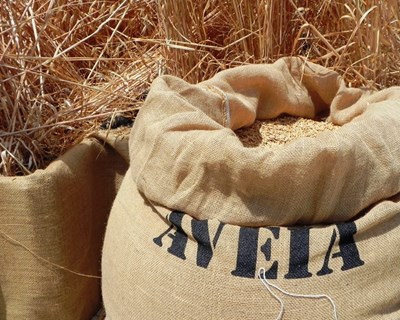 Estratégia nacional para a promoção da produção de cereais apresentada a 15 de maio