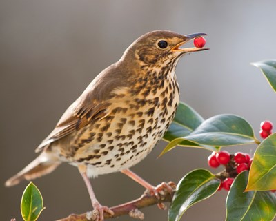 Estudo conclui que aves migradoras podem não conseguir ajudar as plantas a fugir das alterações climáticas