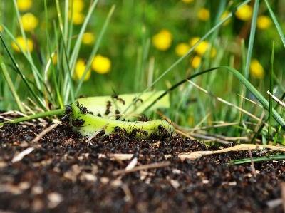 Estudo: formigas são tão eficazes como os pesticidas