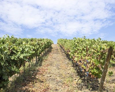 Estudo prevê redução de 56% nas áreas vinícolas devido ao aquecimento global