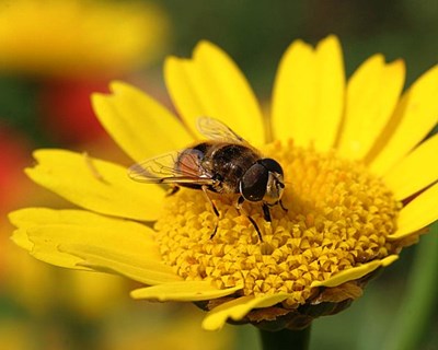 EUA avançam com plano para recuperar população de abelhas