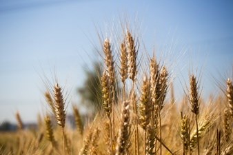 EUA denunciam à OMC ajudas chinesas à produção de cereais
