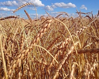 EUA superam Rússia e voltam a ser maior exportador de trigo