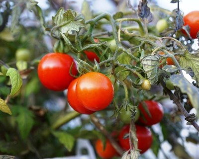 Évora debate agricultura e setor agroalimentar