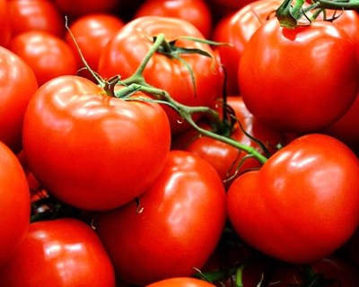 Explorações de milho e tomate: como funciona a certificação do Greening?