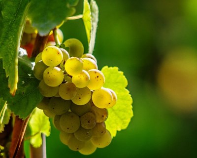 Exportação do vinho verde chegou aos 50% das vendas