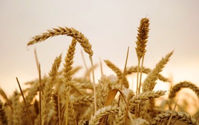 Exportações de trigo da UE perdem força