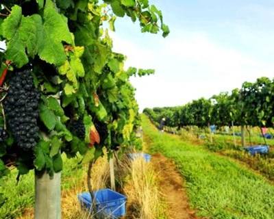 Exportações de vinho abrandaram ritmo de crescimento em 2014