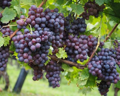 Exportações de vinho crescem quase 12% nos primeiros nove meses de 2021