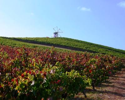 Exportações de vinhos de Lisboa para a Noruega bateram recorde em 2015