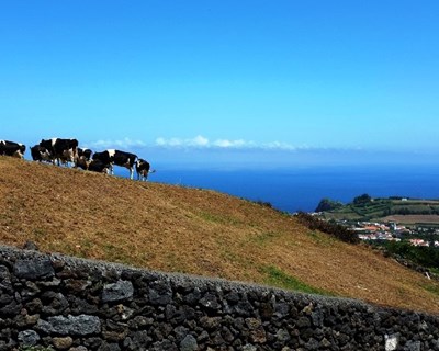 Federação Agrícola dos Açores solicita levantamento dos caminhos agrícolas e rurais afetados pelo clima adverso