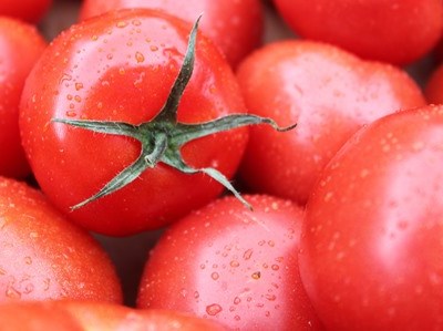 Fábrica de tomate de Mora teve a sua maior produção de sempre