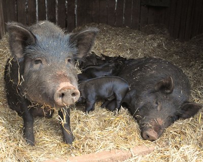 Fábrica em Ourique ampliada para aumentar transformação de carne de porco preto