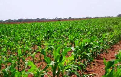 Falta de acesso a dólares compromete campanha agrícola em Angola