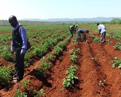 FAO apoia pequenos produtores moçambicanos para travar efeitos da seca e fome