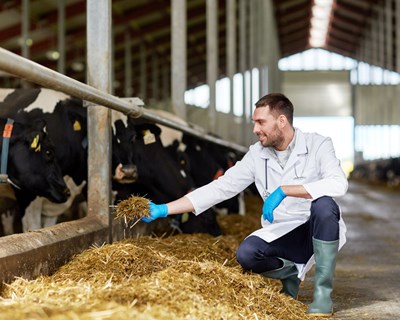 FAO discute estratégias para a saúde e bem-estar animal com industriais europeus