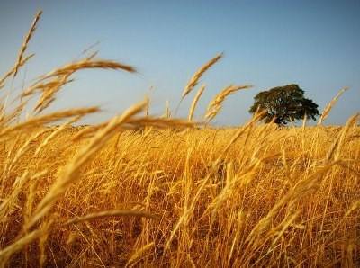 FAO revê em alta produção mundial de cereais