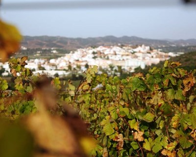 Faro recebe simpósio vitivinícola