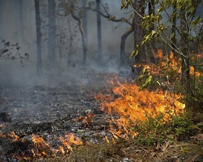 FCTUC participa em projeto europeu que pretende melhorar a resiliência das florestas a incêndios