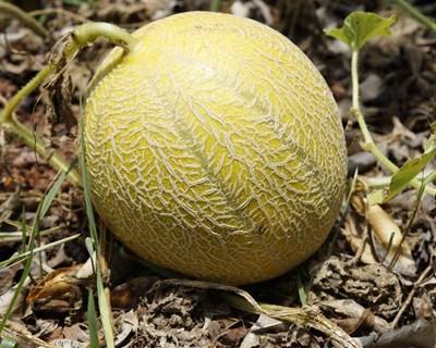 Ferreira do Alentejo debate “regadio nas culturas do melão e da abóbora”