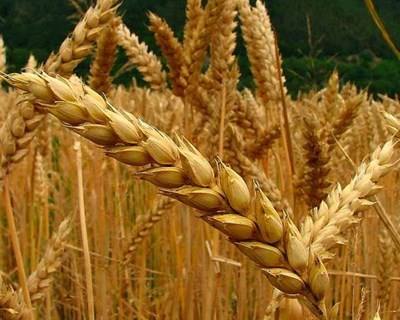 Ferrugem-do-trigo ameaça culturas na Europa e no Norte de África