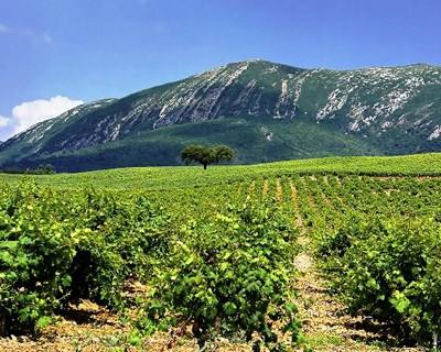 Festival Ibérico do Vinho 2016 poderá ser em Espanha