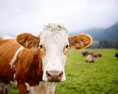 Fileira da carne de bovino propõe alteração da relação entre a fileira agroalimentar e o Estado