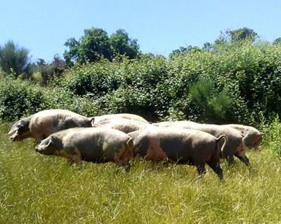 Fileira do porco alentejano «é muito importante» para a economia de Ourique